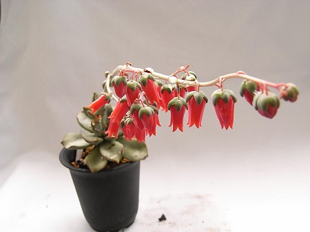 Echeveria MORANII или Эхеверия Морана