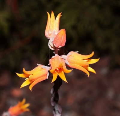 Echeveria DIFFRACTENS или Эхеверия Рассеянная