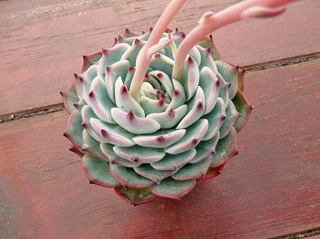Echeveria CHIHUAHUAENSIS 