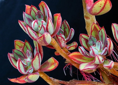 Echeveria NODULOSA или Эхеверия Узелковая