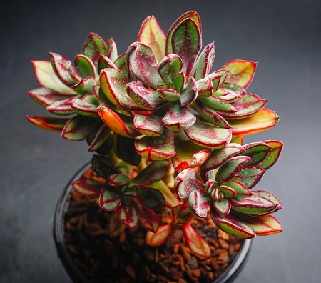 Echeveria NODULOSA или Эхеверия Узелковая