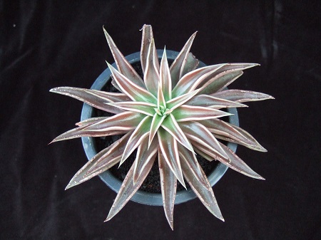 Echeveria LUTEA