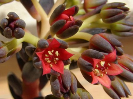 Echeveria AFFINIS или Эхеверия Аффинис