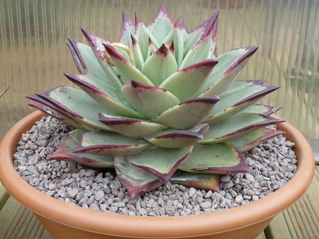 Echeveria AGAVOIDES v EBONY или Эхеверия Агавовидная Эбони