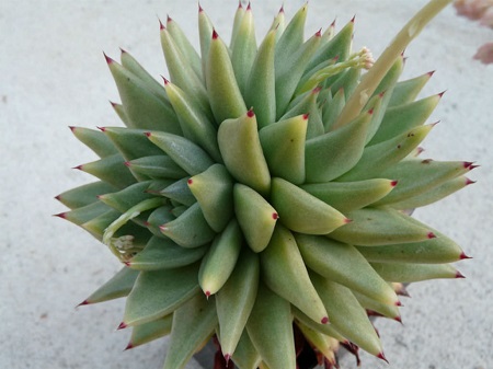 Echeveria AGAVOIDES v CORDEROYI или Эхеврия Агавовидная Рубчатая