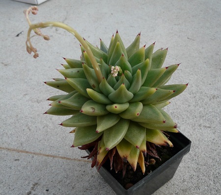 Echeveria AGAVOIDES v CORDEROYI или Эхеврия Агавовидная Рубчатая