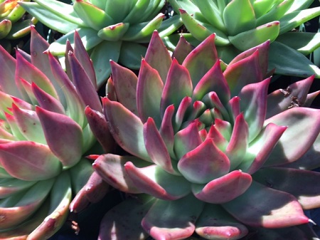 Echeveria AGAVOIDES v MARIA или Эхеверия Агавовидная Мария