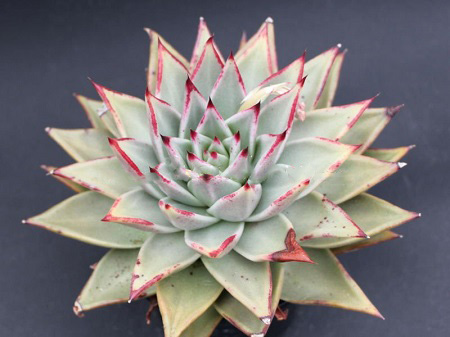 Echeveria AGAVOIDES v MULTIFIDA или Эхеверия Агавовидная Мультифида