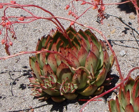 Echeveria AGAVOIDES v MULTIFIDA или Эхеверия Агавовидная Мультифида