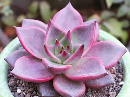 Echeveria AGAVOIDES v ROMEO или Эхеверия Агавовидная Ромэо