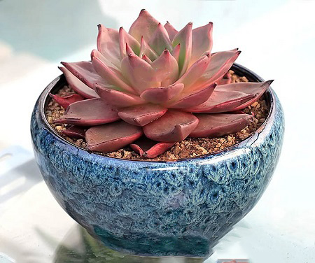 Echeveria AGAVOIDES v ROMEO или Эхеверия Агавовидная Ромэо