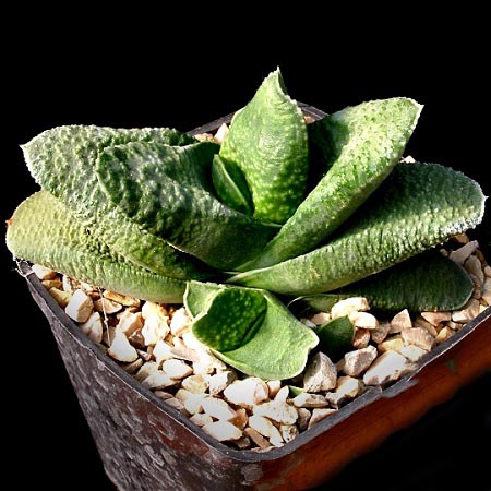 Gasteria ARMSTRONGII или Гастерия Армстронга