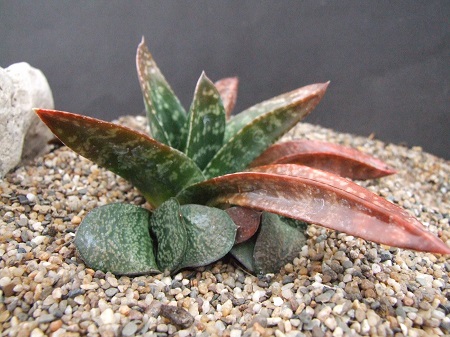 Gasteria NITIDA или Гастерия Сверкающая