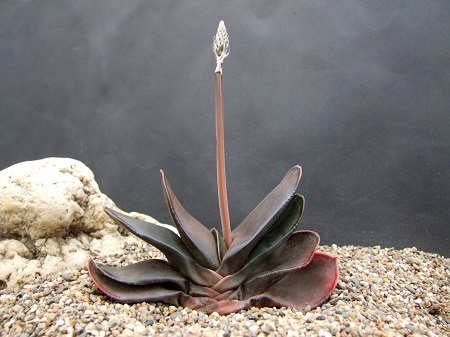 Gasteria BRACHYPHYLLA или Гастерия Брахифилла