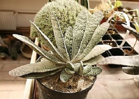 Gasteria BRACHYPHYLLA или Гастерия Брахифилла