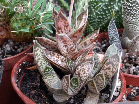 Gasteria BICOLOR v. LILIPUTANA