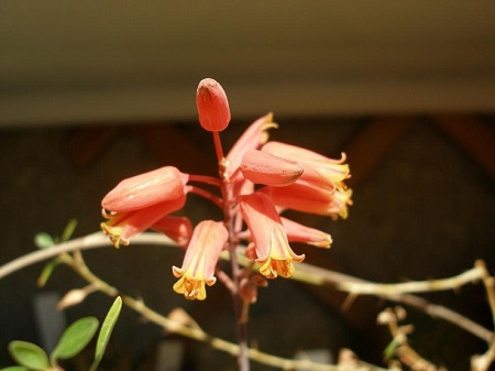 Gasteria BICOLOR v. LILIPUTANA