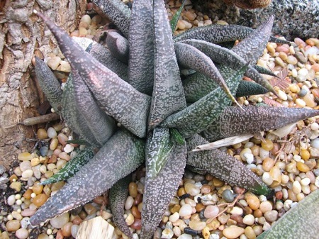 Gasteria ELLAPHIEAE или Гастерия Элафи