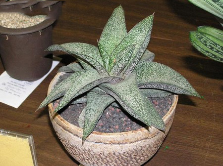 Gasteria ELLAPHIEAE или Гастерия Элафи