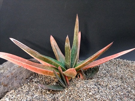 Gasteria CROUCHERI или Гастерия Крошери