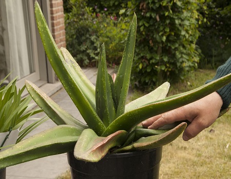 Gasteria CROUCHERI или Гастерия Крошери