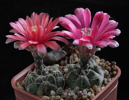 Gymnocalycium BALDIANUM или Гимнокалициум Бальда