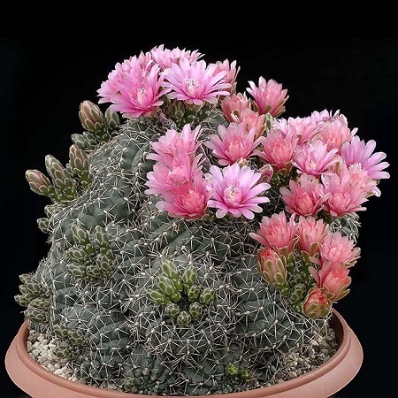 Gymnocalycium BALDIANUM или Гимнокалициум Бальда