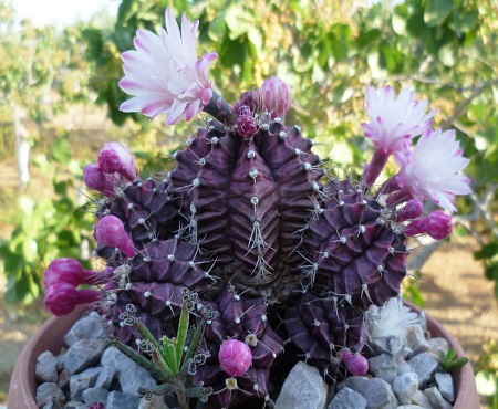 Gymnocalycium MIHANOVICHII или Гимнокалициум Михановича