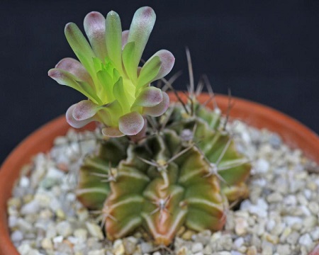 Gymnocalycium MIHANOVICHII или Гимнокалициум Михановича