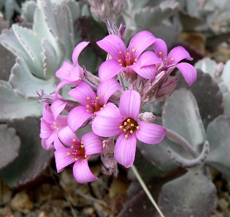 Kalanchoe PUMILA или Каланхоэ Карликовое