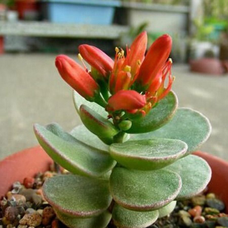 Kalanchoe ROTUNDIFOLIA или Каланхоэ Круглолистное