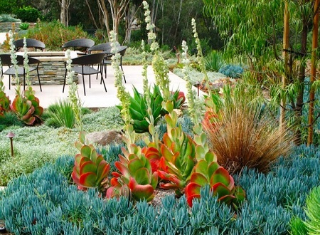 Kalanchoe LUCIAE или Каланхоэ Лючия