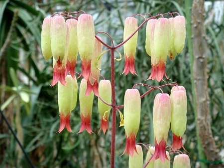 Kalanchoe PINNATA или Каланхоэ Перистое