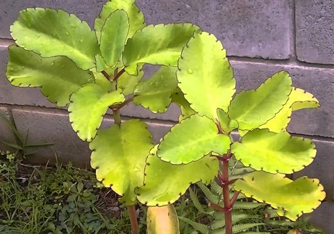 Kalanchoe PINNATA или Каланхоэ Перистое