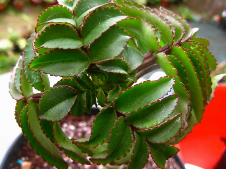 Kalanchoe PROLIFERA или Каланхоэ Растущее