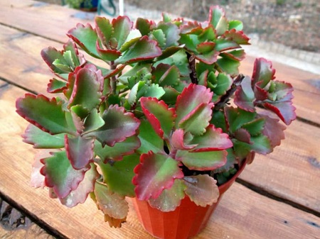 Kalanchoe SEXANGULARIS или Каланхоэ Сексангуларис