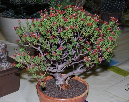 Crassula SARCOCAULIS или Крассула Мясистостебельная