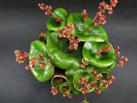 Crassula UMBELLA или Крассула Навесная