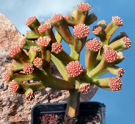 Crassula PYRAMIDALIS или Крассула Пирамидальная