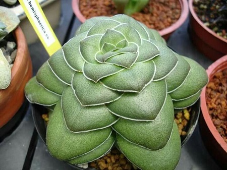 Crassula HEMISPHAERICA или Крассула Полушаровидная