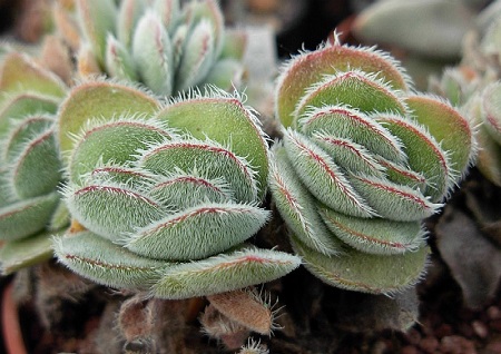 Crassula TOMENTOSA или Крассула Войлочная