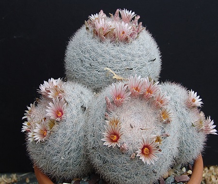 Mammillaria CANDIDA или Маммиллярия Белоснежная