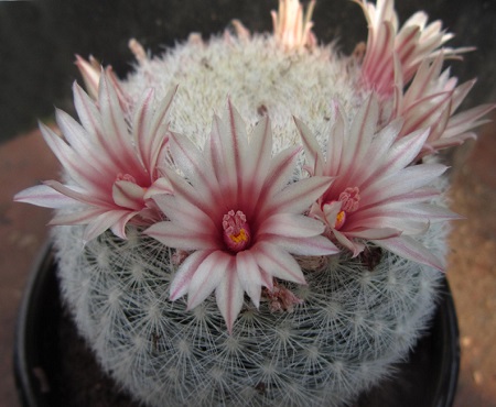 Mammillaria CANDIDA или Маммиллярия Белоснежная