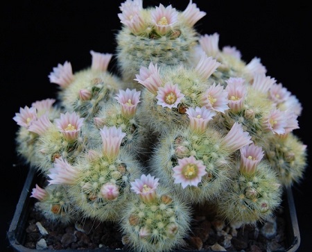 Mammillaria CARMENAE или Маммиллярия Кармен