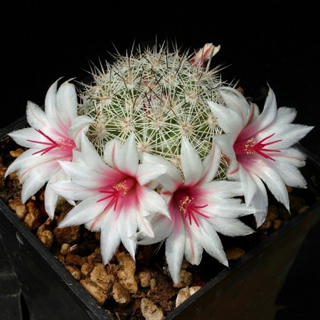 Mammillaria SLEVINII или Маммиллярия Слевня