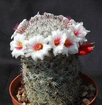 Mammillaria SLEVINII или Маммиллярия Слевня