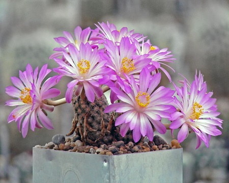 Mammillaria THERESAE или Маммиллярия Терезы