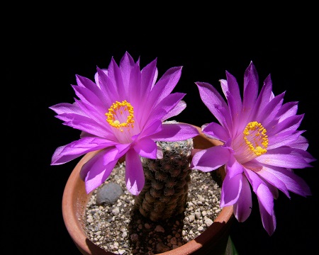 Mammillaria THERESAE или Маммиллярия Терезы