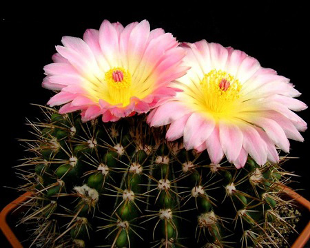 Notocactus ROSEOLUTEUS или Нотокактус Желто-розовый