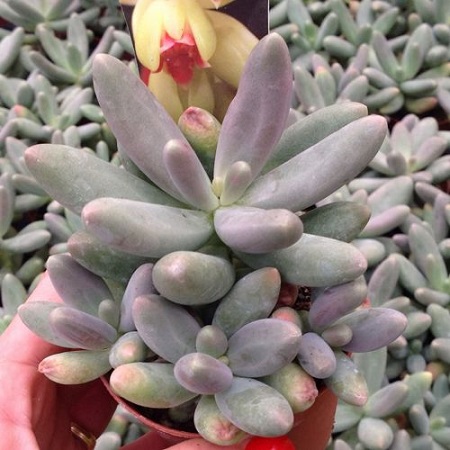 Pachyphytum FITTKAUI или Пахифитум Фиткау